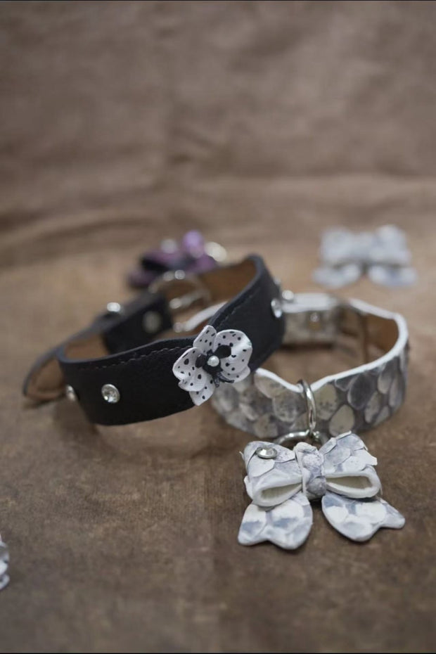 Himalayan Grace with Bow