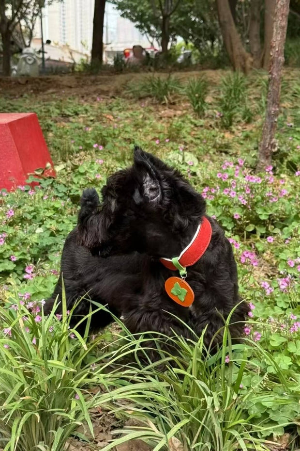 FruitFling Collar