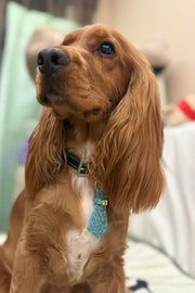 StellarPaw Collar