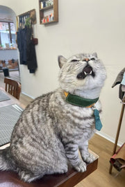 Sartorial Tie Collar