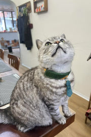 Sartorial Tie Collar