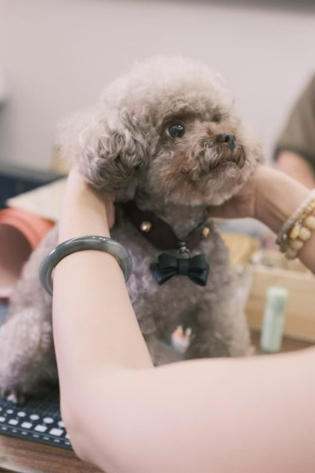 Gentle Pup Bowtie