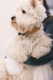 Gentle Pup Bowtie