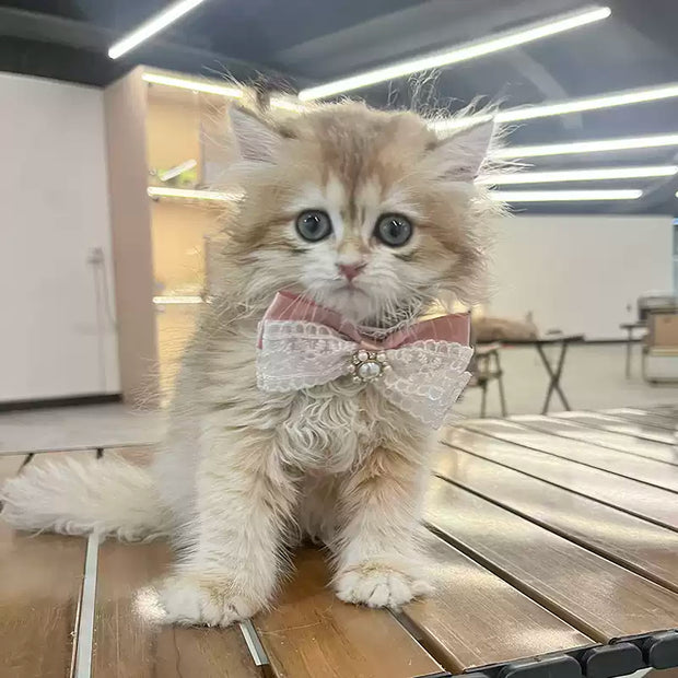 Ribbon Grace