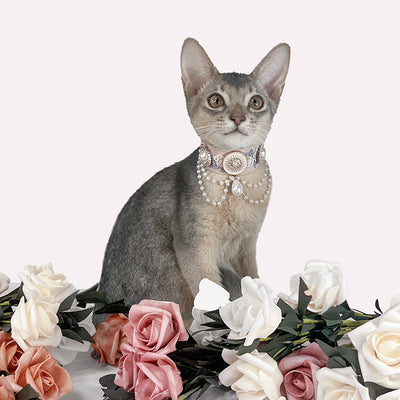 LotteCocoaLuxe