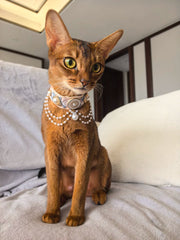 LotteCocoaLuxe