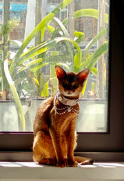 LotteCocoaLuxe